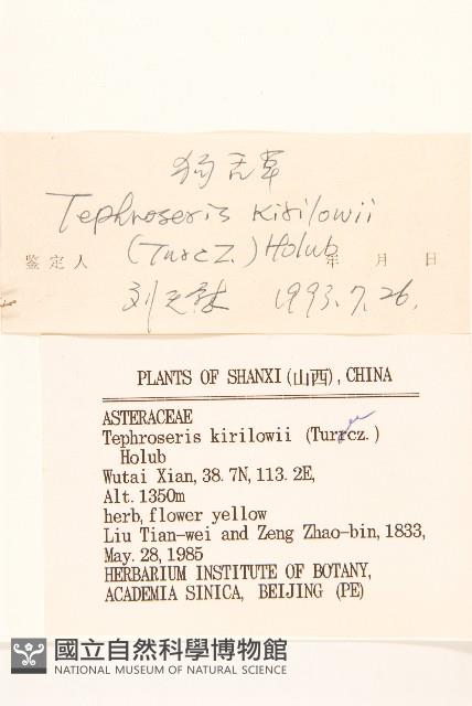 狗舌草藏品圖，第3張