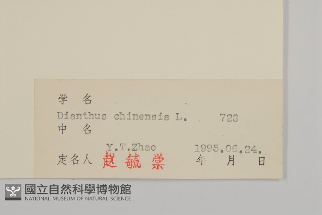 石竹、洛陽花、剪絨花藏品圖，第3張