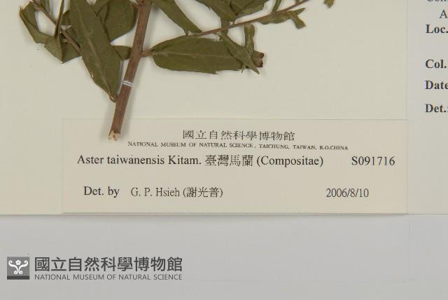 臺灣馬蘭藏品圖，第3張