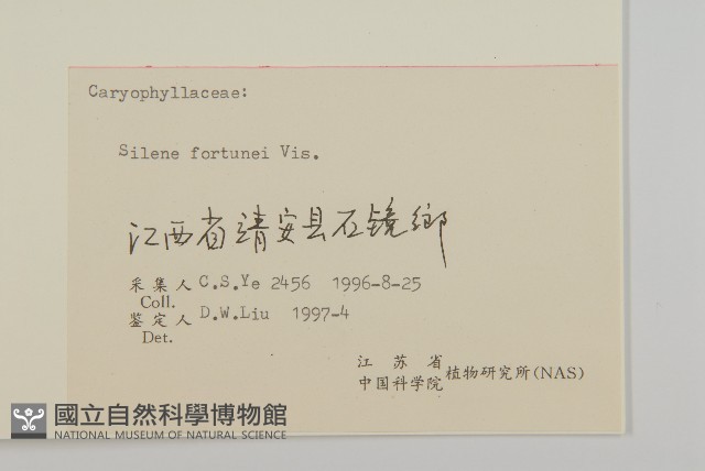 蠅子草藏品圖，第3張