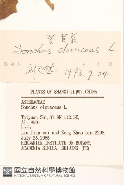 苦滇菜、苦菜藏品圖，第3張