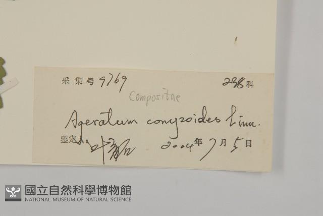霍香薊藏品圖，第3張