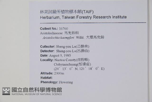 大葉馬兜鈴藏品圖，第2張