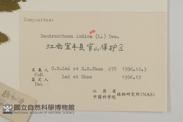 油菊、野菊藏品圖，第3張