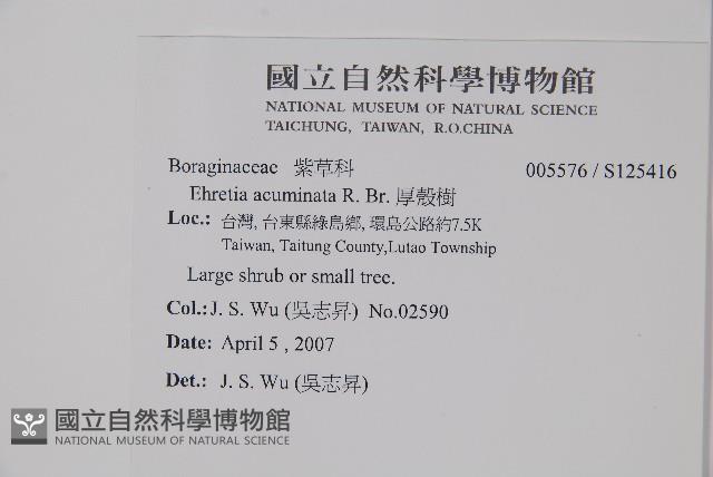 厚殼樹藏品圖，第2張