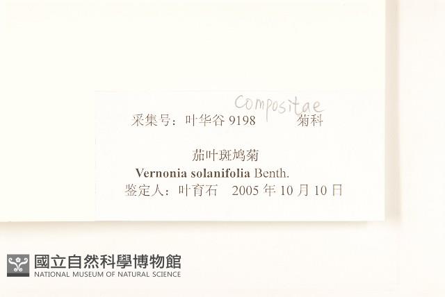 茄葉斑鳩菊藏品圖，第3張