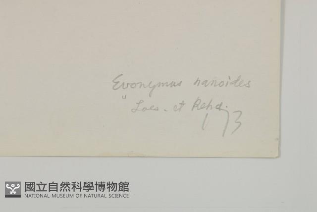 小衛矛藏品圖，第3張