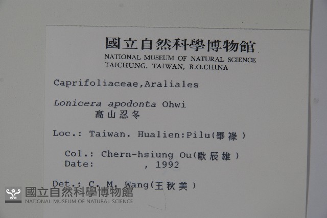 無梗忍冬藏品圖，第2張