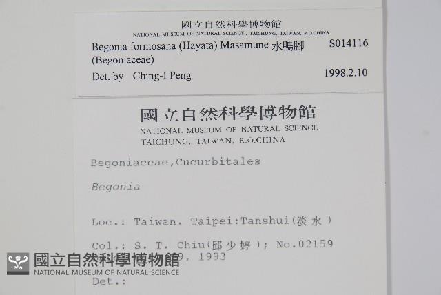 水鴨腳藏品圖，第2張