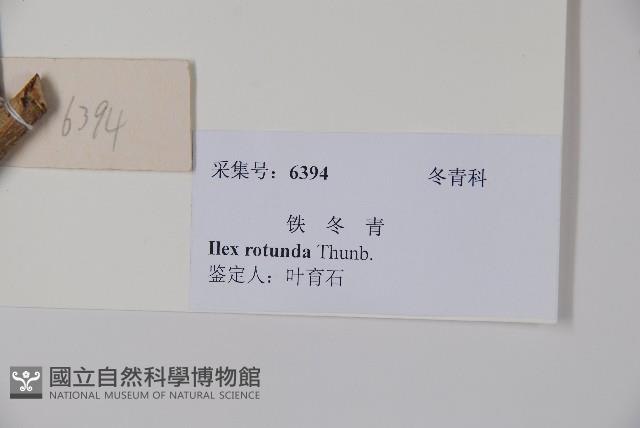 鐵冬青藏品圖，第2張