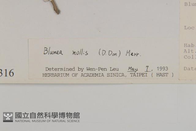 柔毛艾納香藏品圖，第3張