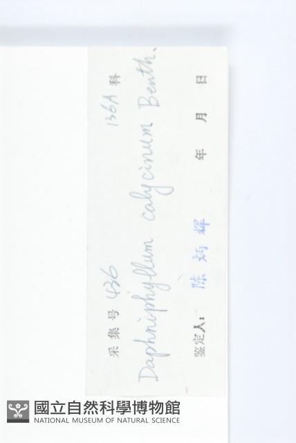 牛耳楓藏品圖，第3張