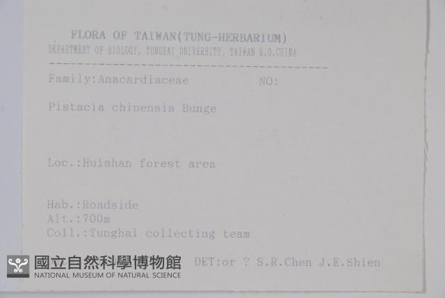 黃連木、爛心木藏品圖，第2張