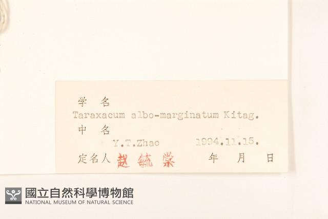 白膜蒲公英藏品圖，第3張