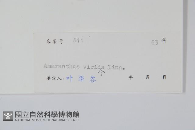 野莧菜藏品圖，第2張