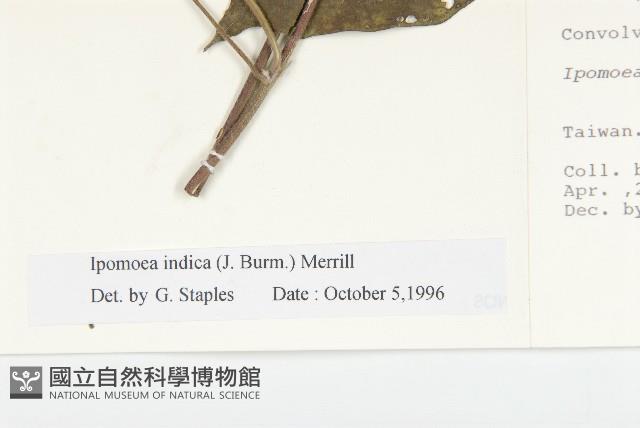 銳葉牽牛藏品圖，第3張