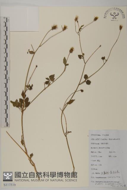 睫毛萼鳳仙花藏品圖，第3張