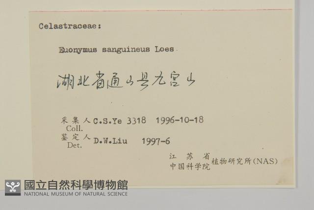 石棗子藏品圖，第3張