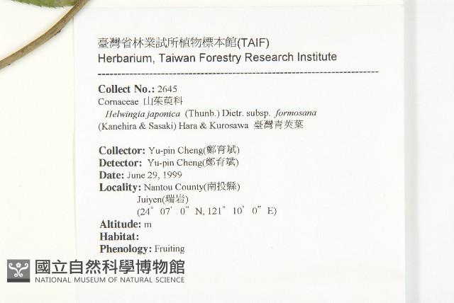 臺灣青莢葉藏品圖，第2張