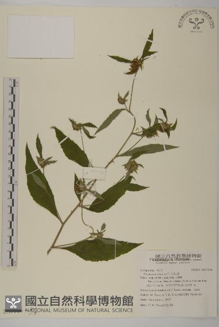 杓兒菜藏品圖，第3張