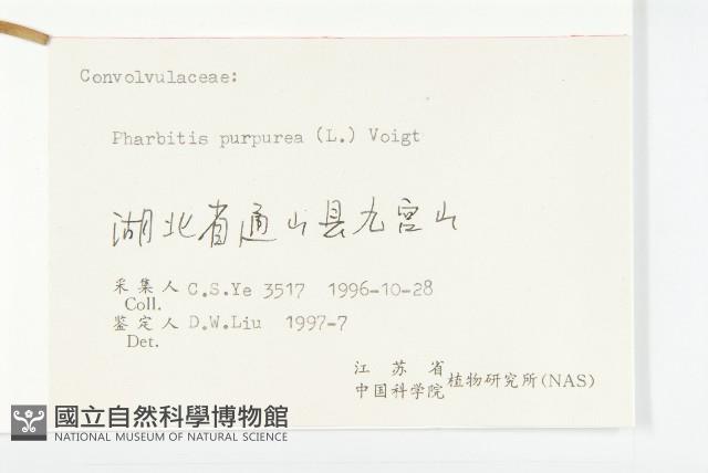 圓葉牽牛藏品圖，第3張