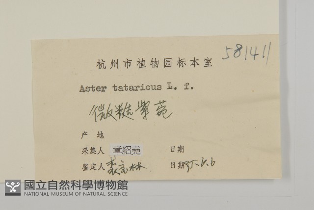 紫菀藏品圖，第3張