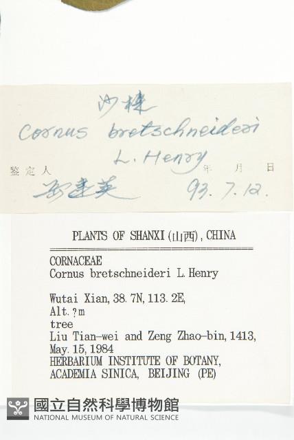 沙棶藏品圖，第3張