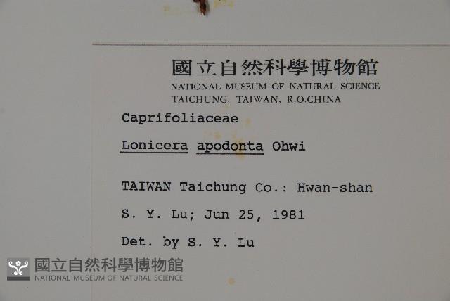 無梗忍冬藏品圖，第2張