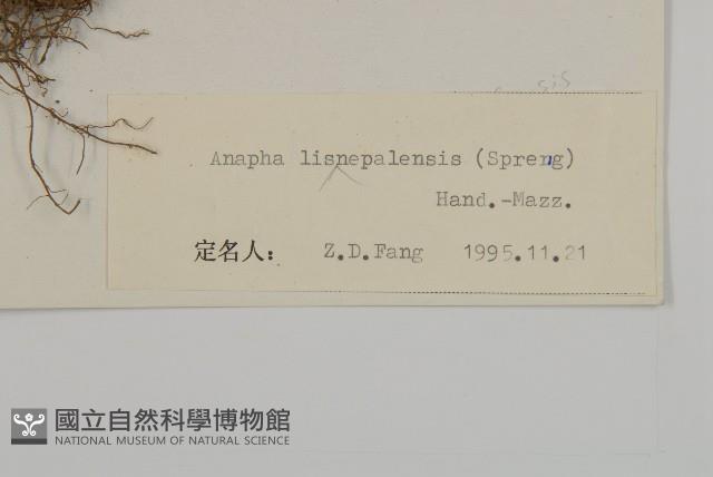 尼泊爾籟簫藏品圖，第3張