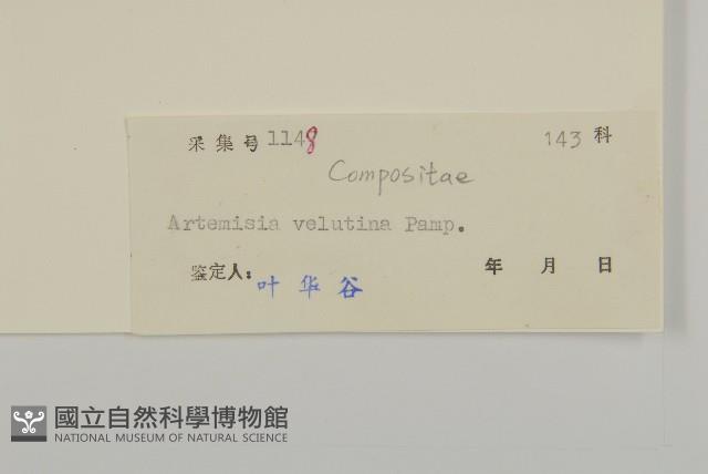 黃花蒿藏品圖，第3張