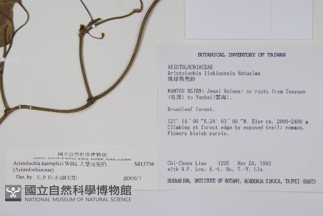 大葉馬兜鈴藏品圖，第2張