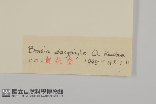 霧冰草藏品圖，第3張