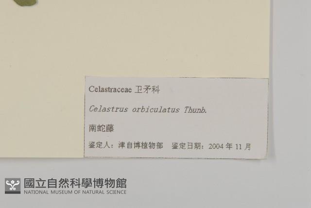 南蛇藤藏品圖，第3張