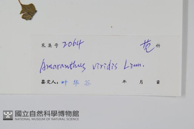 野莧菜藏品圖，第2張