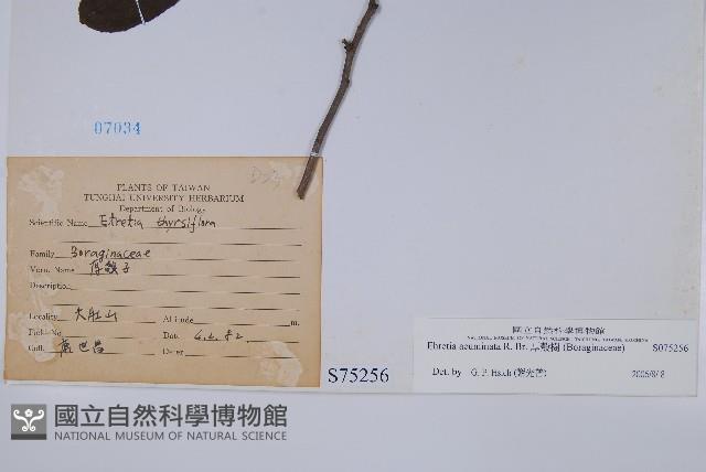 厚殼樹藏品圖，第2張