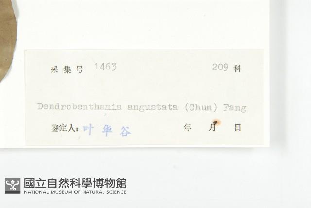 尖葉四照花藏品圖，第3張