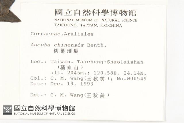 桃葉珊瑚藏品圖，第2張