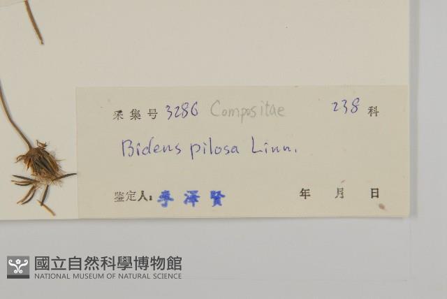 白花鬼針藏品圖，第3張