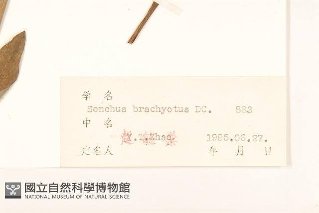 長裂苦苣菜藏品圖，第3張