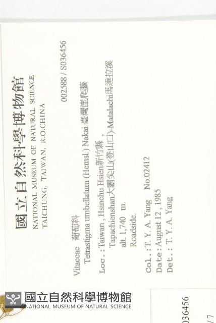 絞股藍藏品圖，第2張