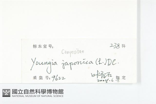 黃鵪菜藏品圖，第3張
