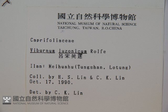 呂宋莢迷藏品圖，第2張