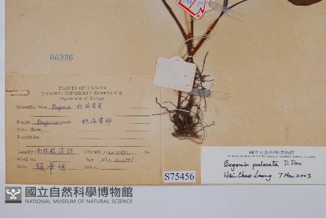 裂葉秋海棠藏品圖，第2張