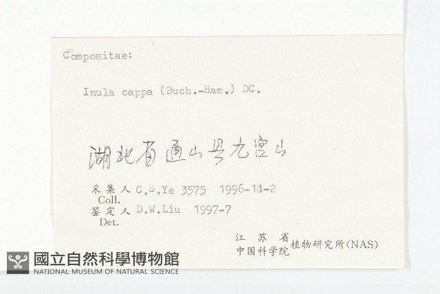 羊耳菊藏品圖，第3張