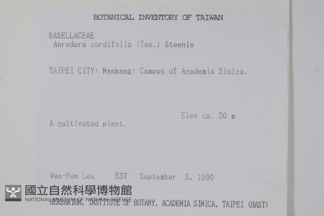 洋落葵、心葉落葵藏品圖，第2張