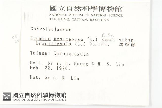 馬鞍藤藏品圖，第2張