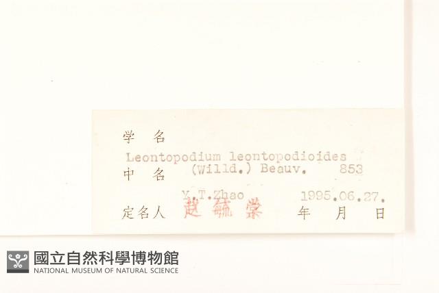 火絨草藏品圖，第3張