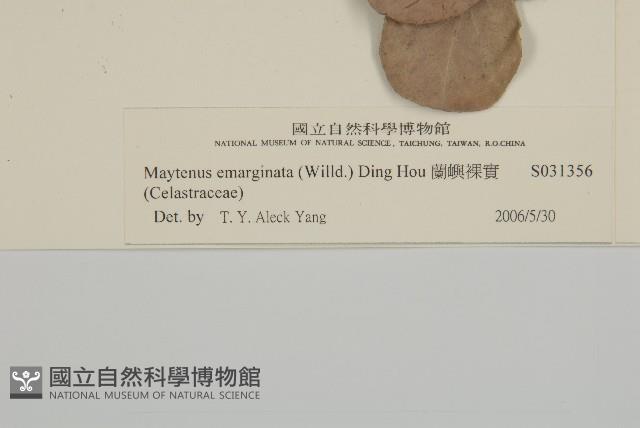 蘭嶼裸實藏品圖，第3張