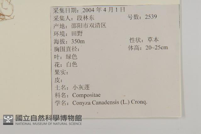 加拿大蓬藏品圖，第2張