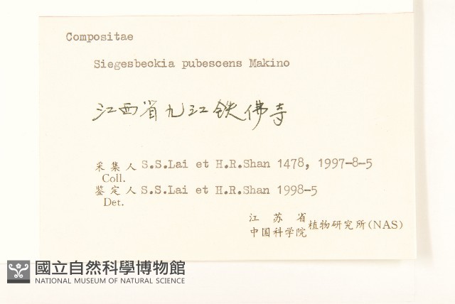 腺梗豨薟藏品圖，第3張